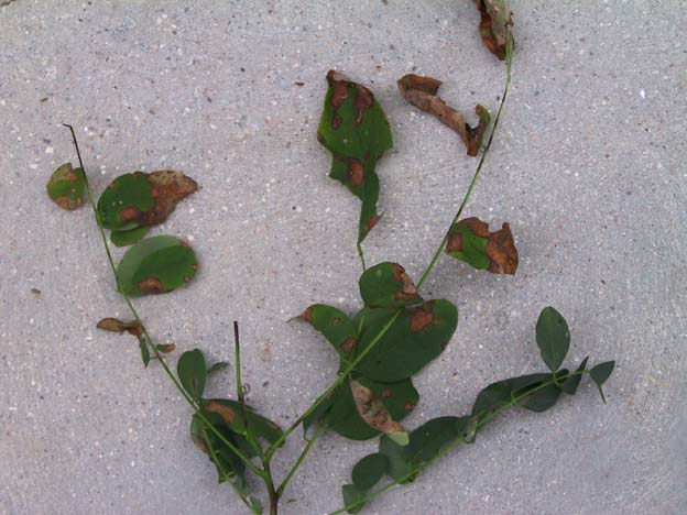 septoria curvata.JPG