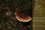 Ganoderma lucidum