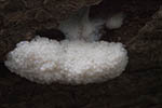 Enteridium lycoperdon