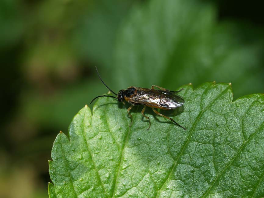 Nematus olfaciens