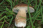 Boletus reticulatus