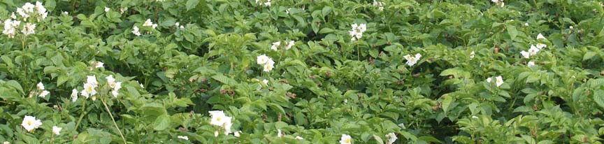 Solanum tuberosum