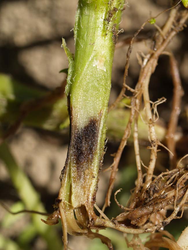 Erwinia carotovora ssp. atroseptica