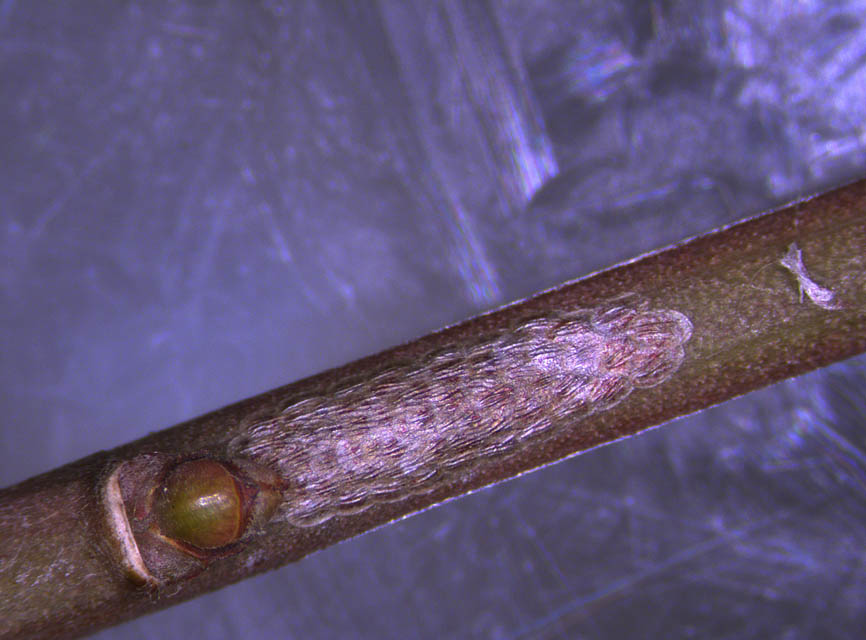 Yponomeuta cagnagellus