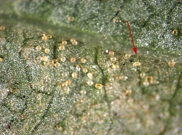 Tetranychus urticae
