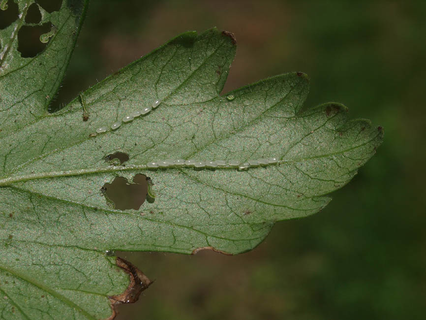 Nematus ribesii