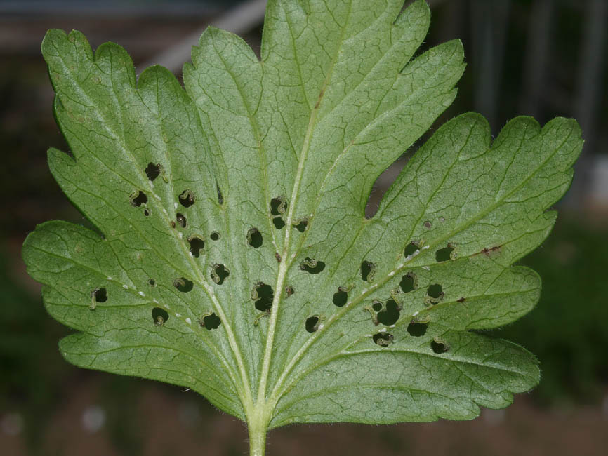 Nematus ribesii