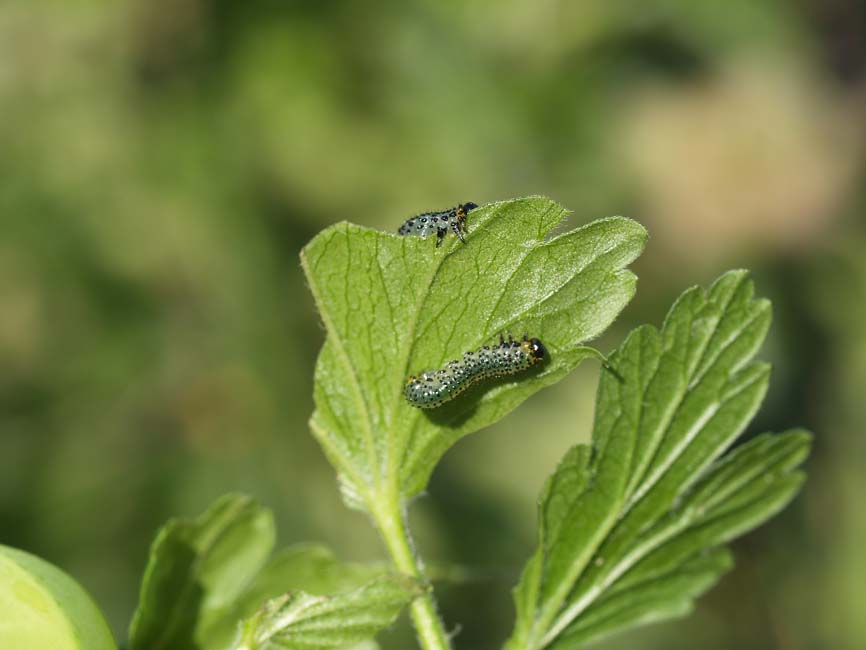 Nematus olfaciens