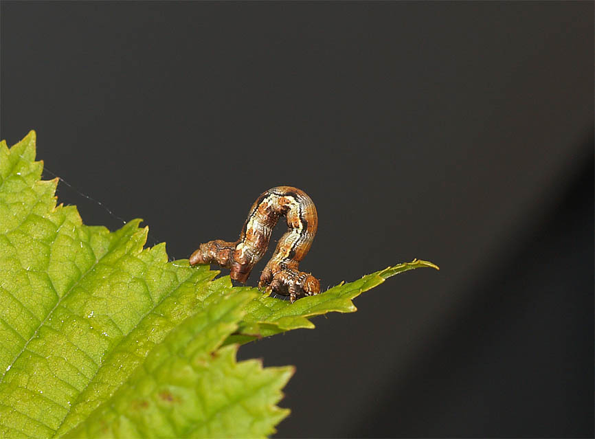 Erannis defoliaria