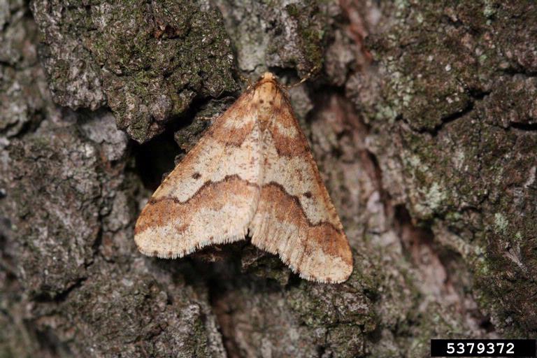 Erannis defoliaria