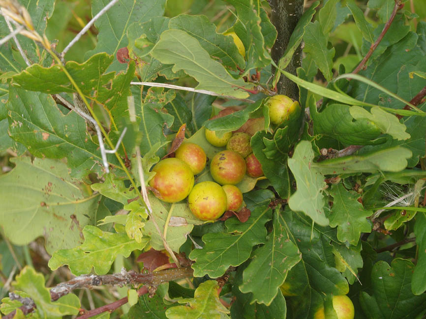 Cynips quercusfolii