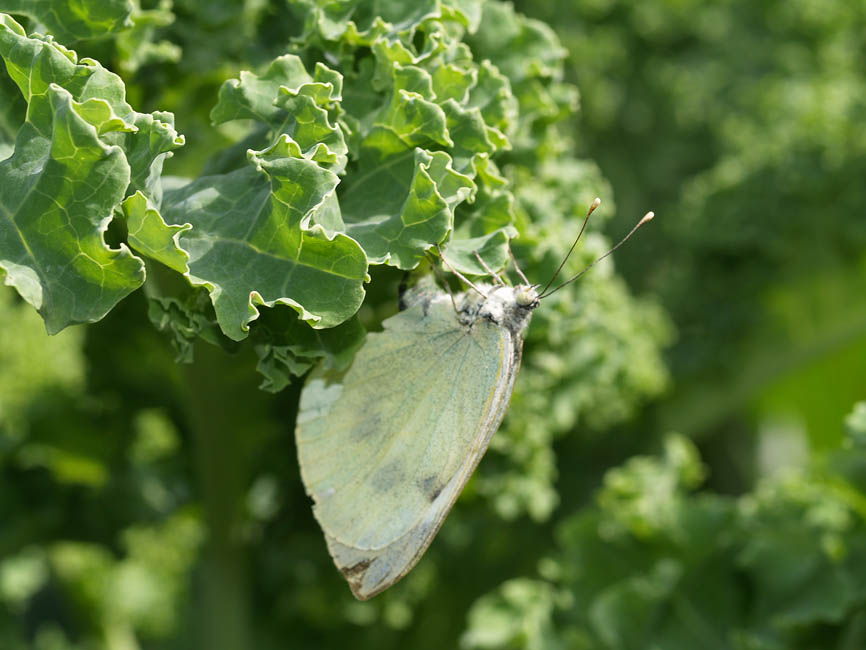 Pieris brassicae