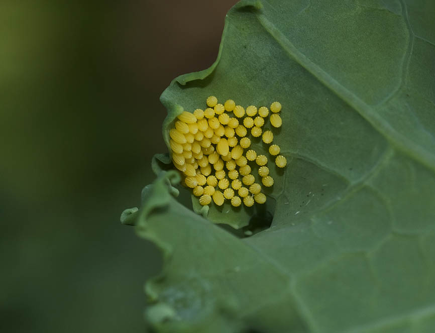 Pieris brassicae