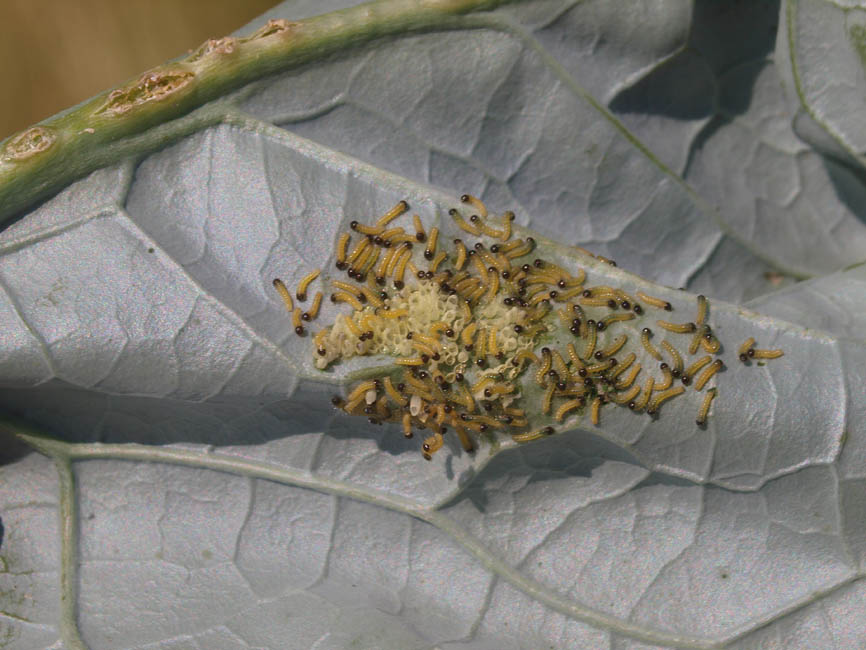 Pieris brassicae