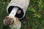 Coprinus comatus