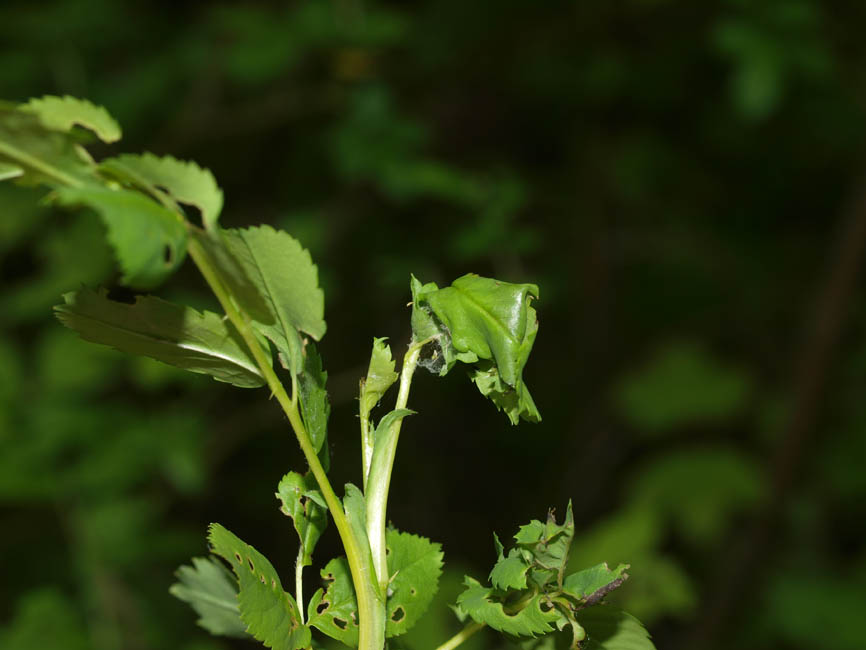 Notocelia cynosbatella 