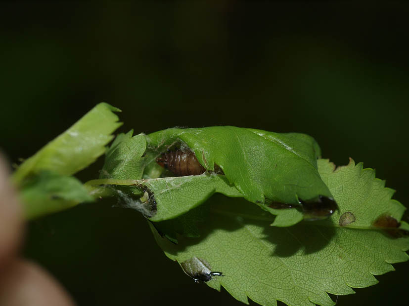 Notocelia cynosbatella