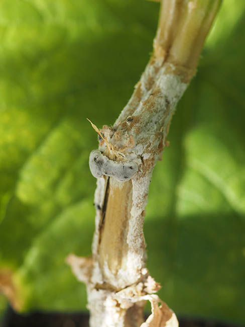 Sclerotinia sclerotiorum