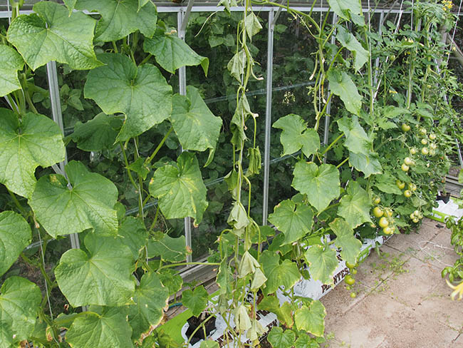 Sclerotinia sclerotiorum