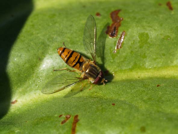 Syrphidae
