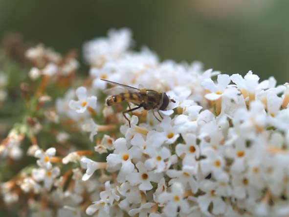 Syrphidae