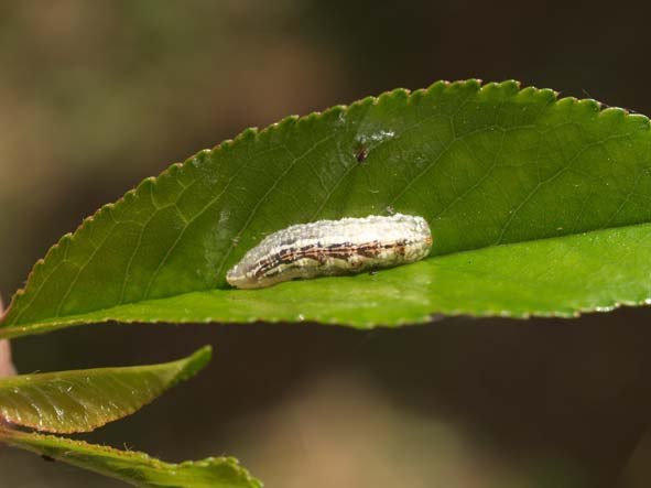 Syrphidae