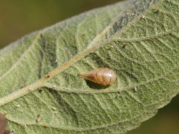 Syrphidae