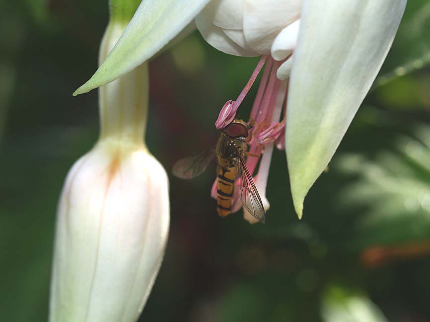 Syrphidae