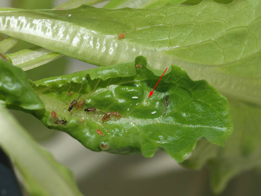 Syrphidae