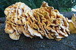 Laetiporus sulphureus