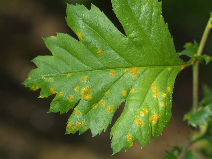 Gymnosporangium clavariiforme