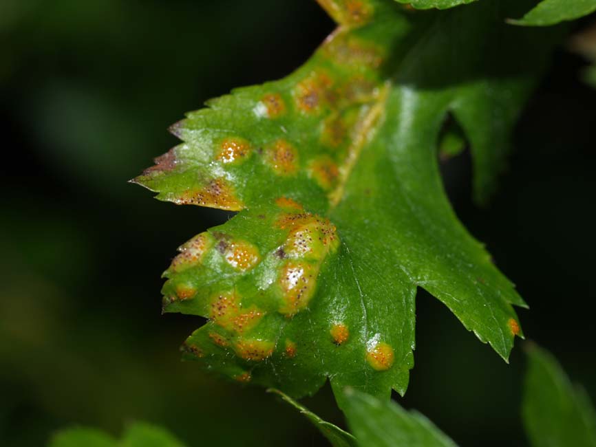 Gymnosporangium clavariiforme