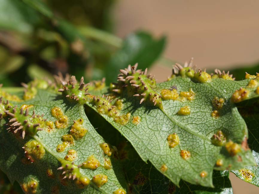 Gymnosporangium clavariiforme