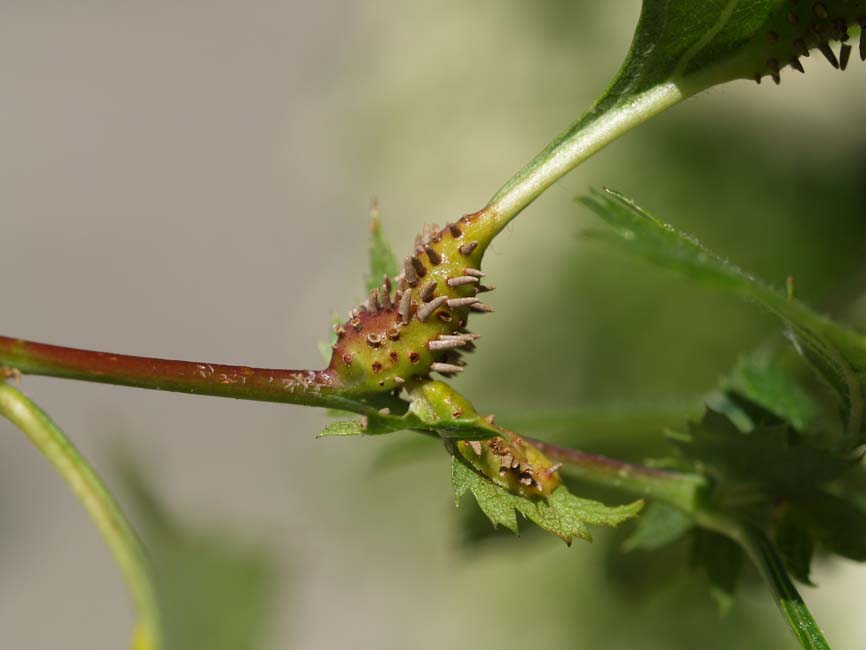 Gymnosporangium clavariiforme