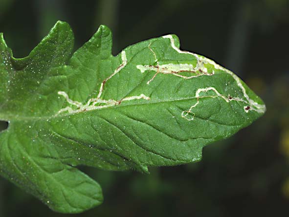 Liriomyza bryoniae
