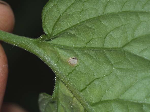 Liriomyza bryoniae