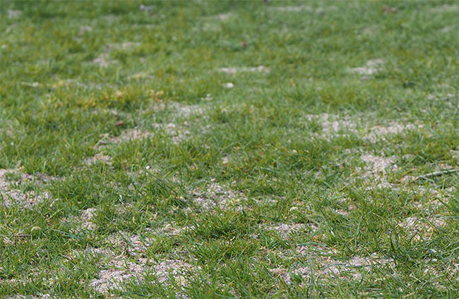 Topdressing