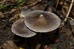 Mycena galericulata