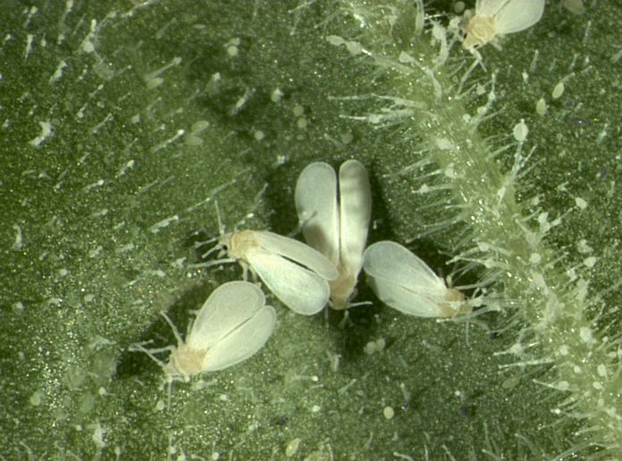 Trialeurodes vaporariorum