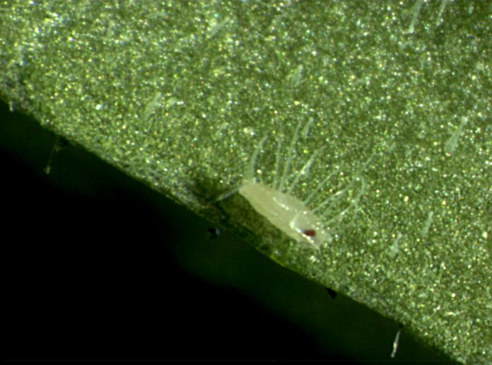 Traleurodes vaporariorum