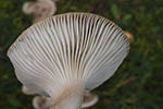 Hygrophorus agathosmus