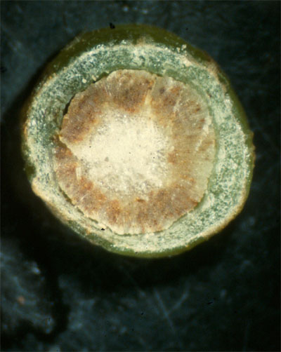 verticillium