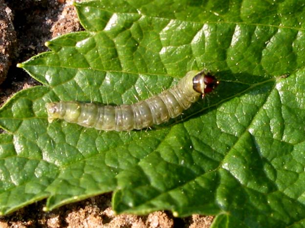 Pieris brassicae