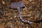 Laccaria amethystina