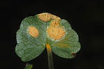 Puccinia violae