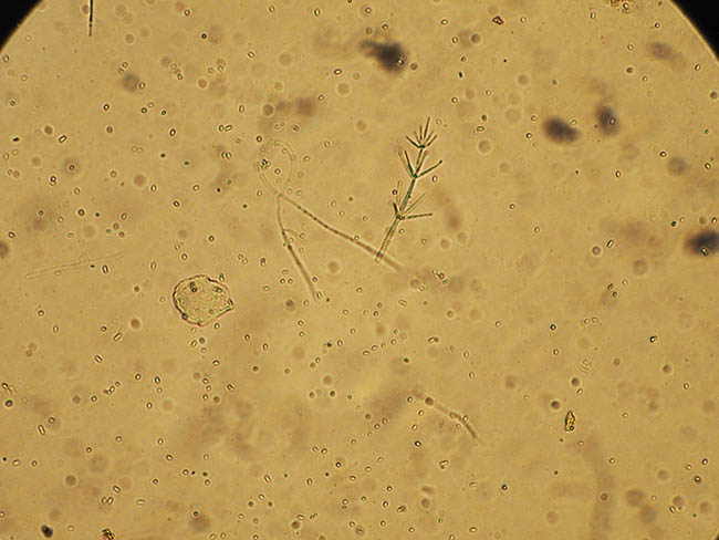 verticillium